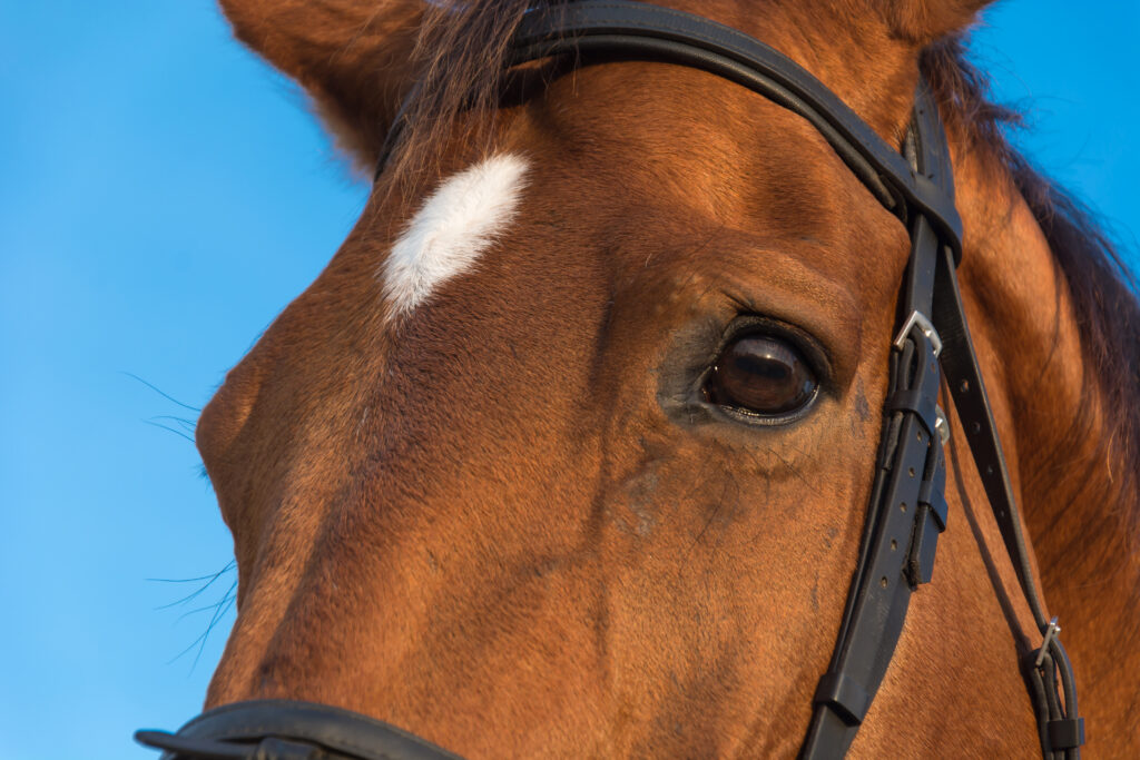 horse behavior