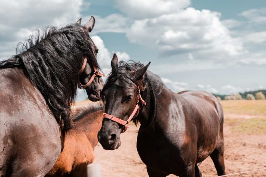 Horse breed