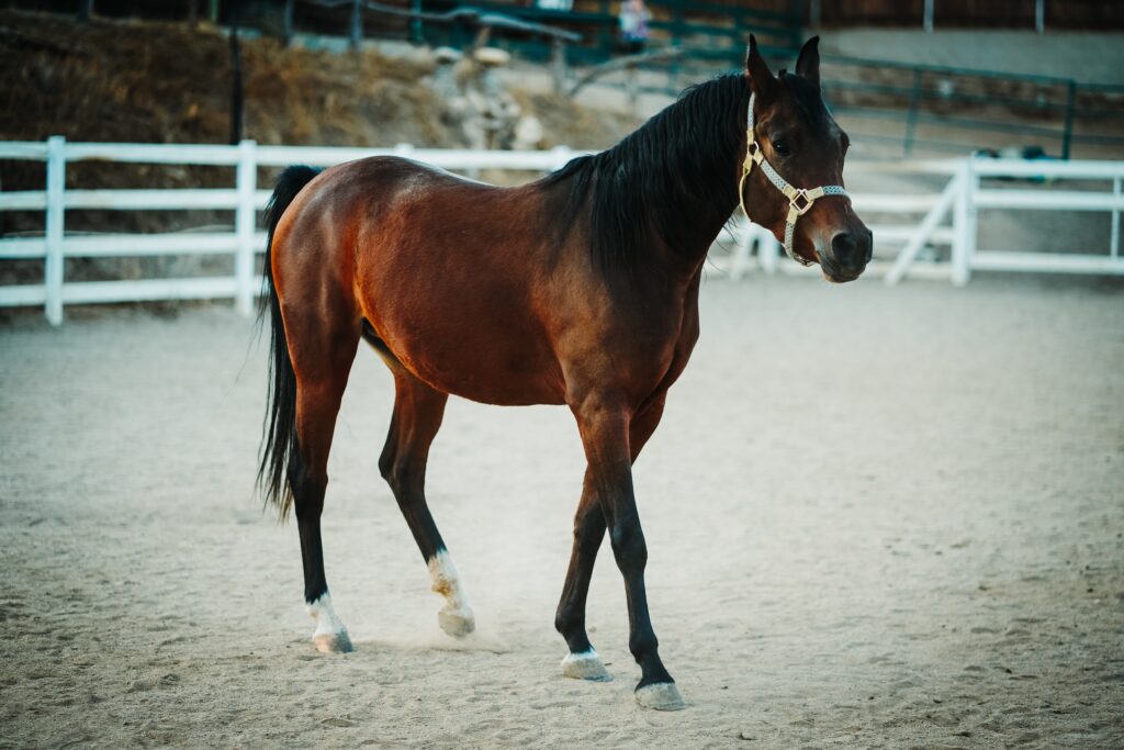 Arabian Horse breed