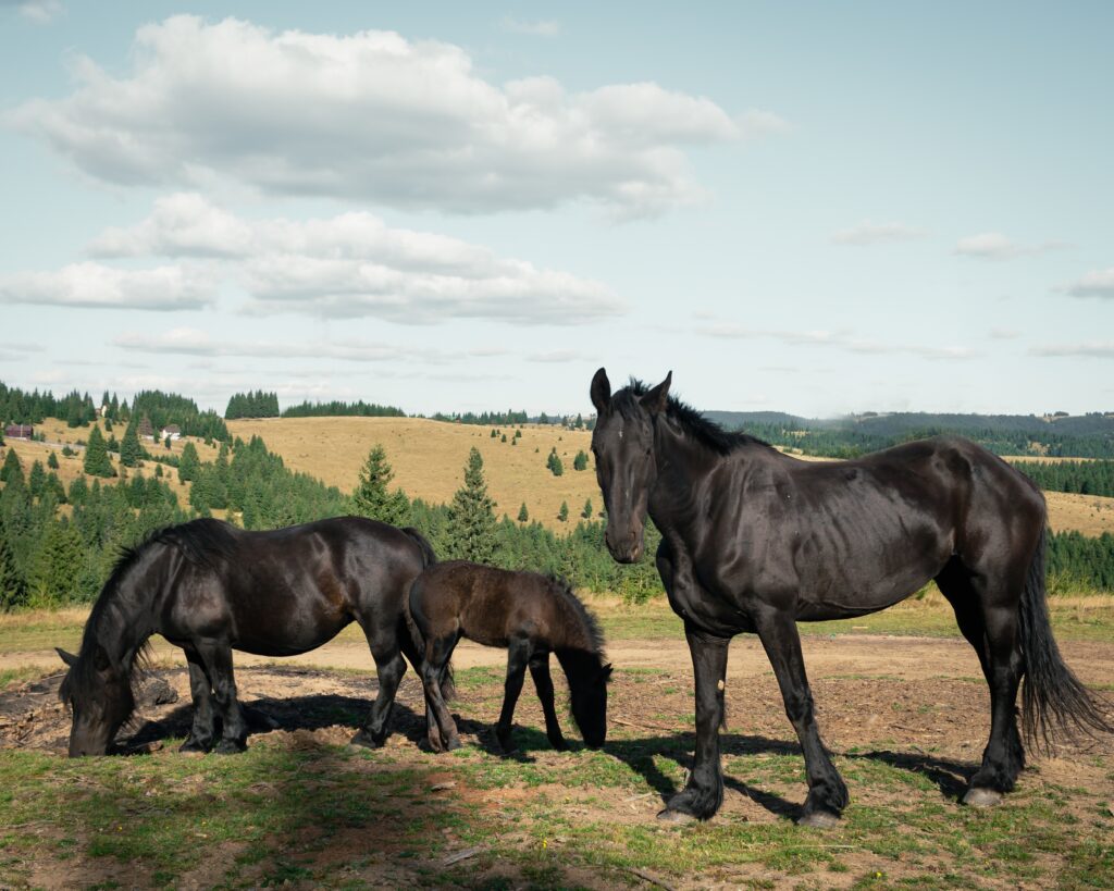 Friesian Horse breed