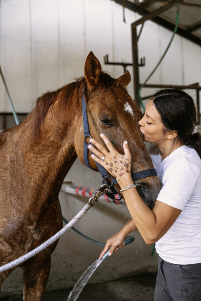 groom horse, brown horse